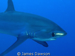 Thresher Shark. I didn't expect him to come so close, so ... by James Dawson 